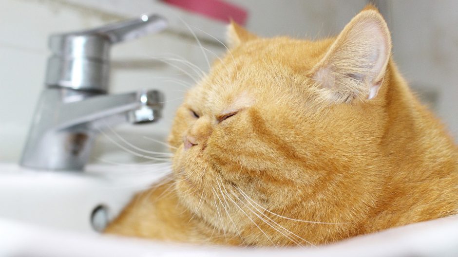 Cat Garfield Cat Sink Tabby  - awakesj00 / Pixabay